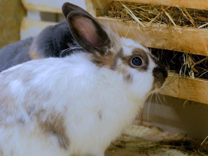 Rabbits eat hay in farm
