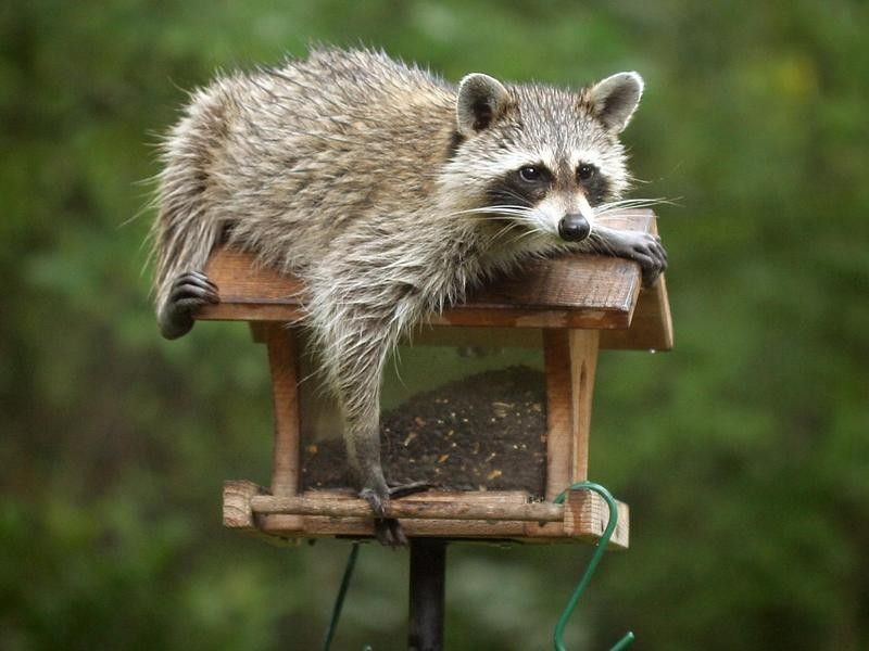 Raccoon climbing