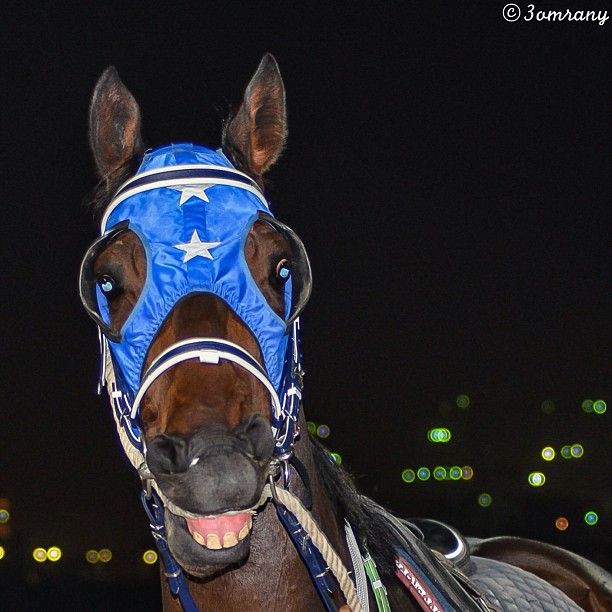 Race Horse Smiling