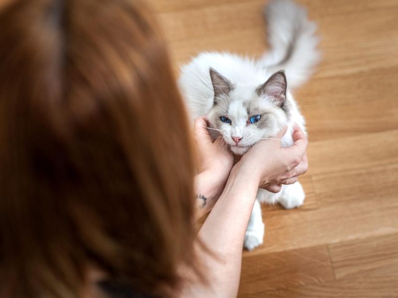 Ragdoll Cat Being Petted