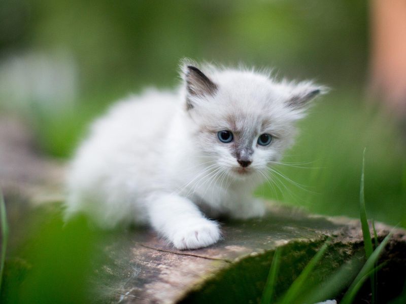 Ragdoll Cat Facts (Personality, Lifespan, Size, etc)