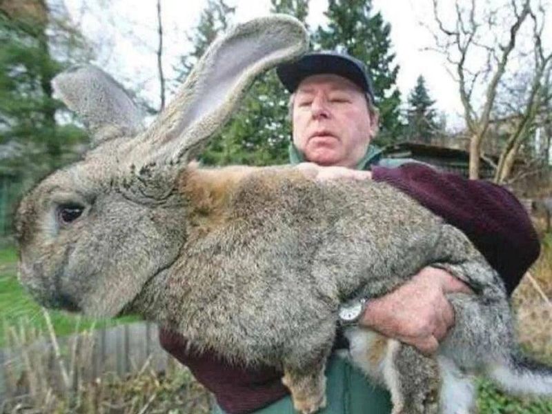 Ralph the rabbit