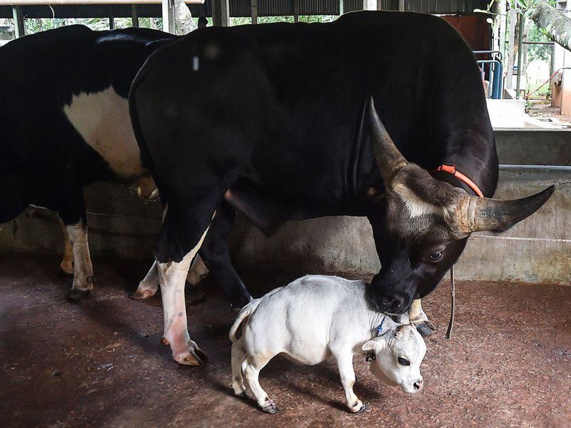 Rani Baby Cow