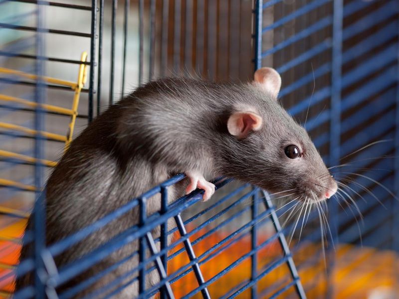 rat looks out of a cage
