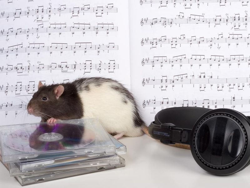 Rat on CD's and music score in the background