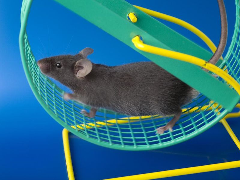 Rat on exercise wheel