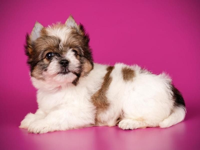 Recessive Piebald Color Is a Clue That They Are Not Just Yorkies