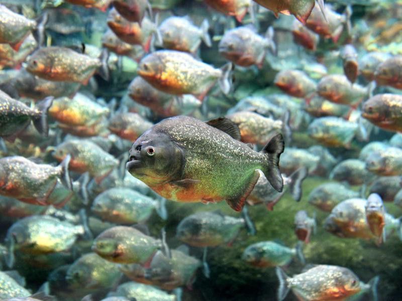 Red bellied piranha swimming underwater