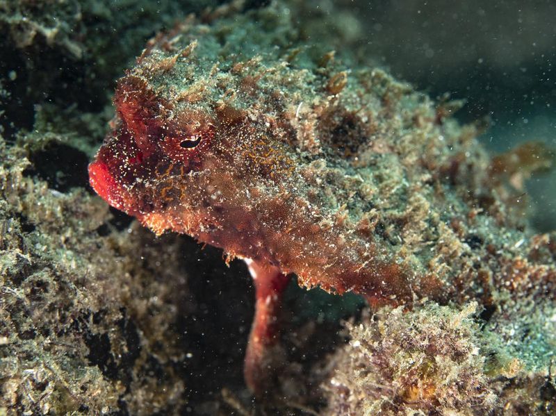 Red-Lipped Batfish closeup