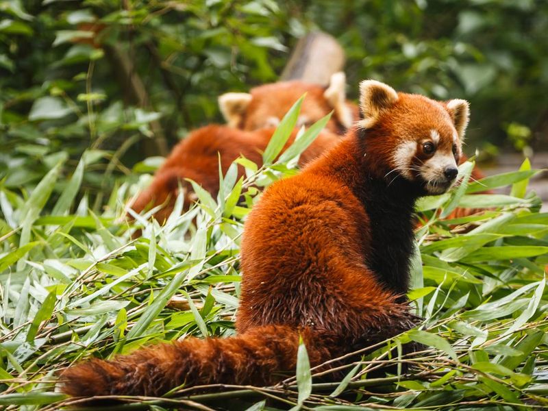 Red panda bears playing in the wild