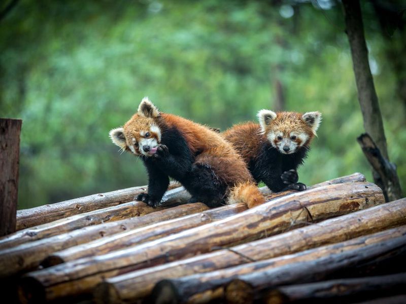 Red panda bears playing