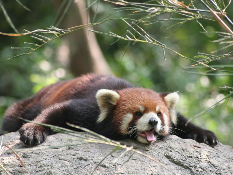 Red panda chilling in a tree