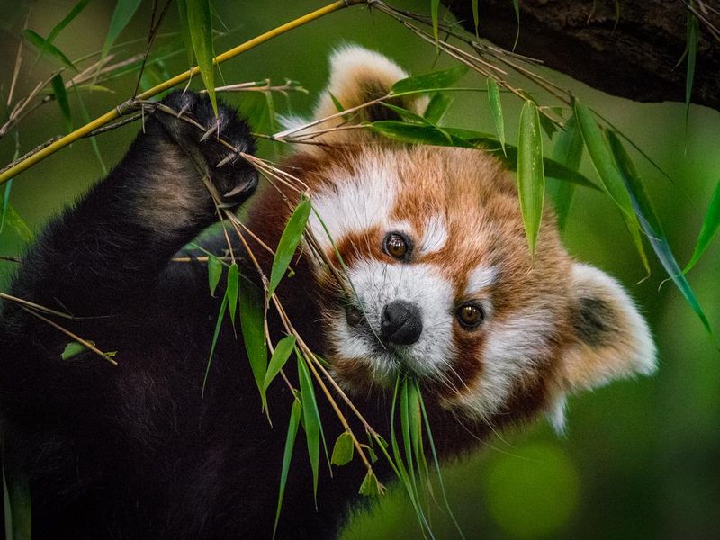 Red panda eating bamboo leaves