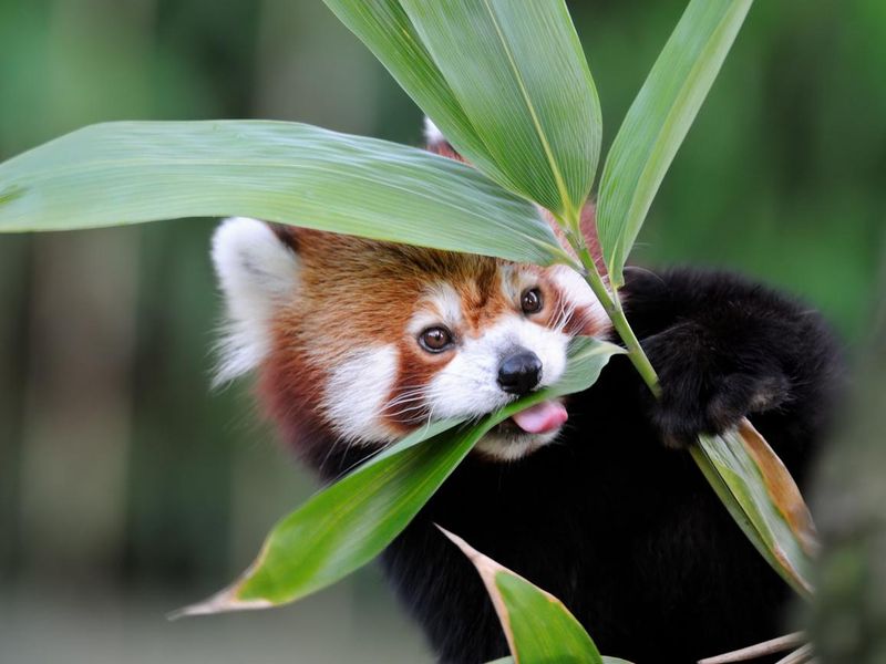 Red panda eating plant leaves