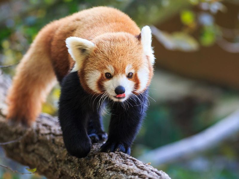 Red panda walking on tree branch