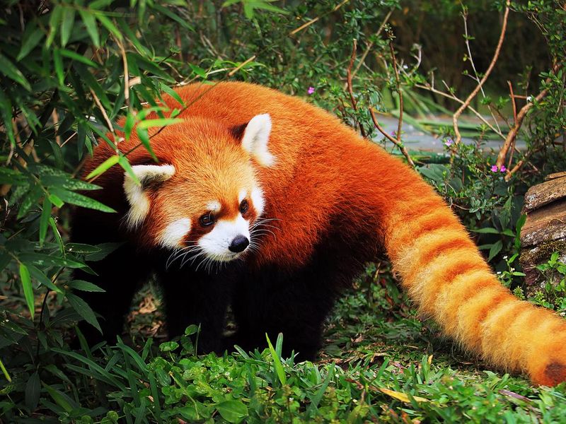 Red panda walking outside