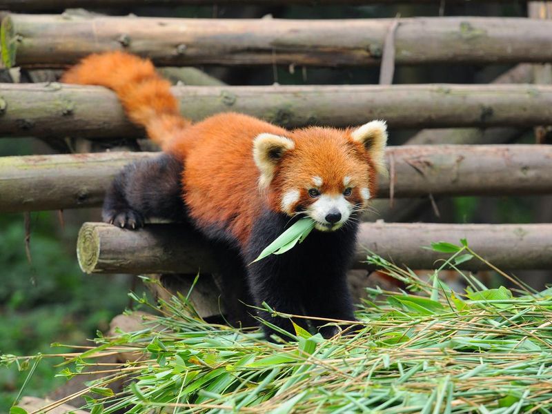 Red panda walking over logs