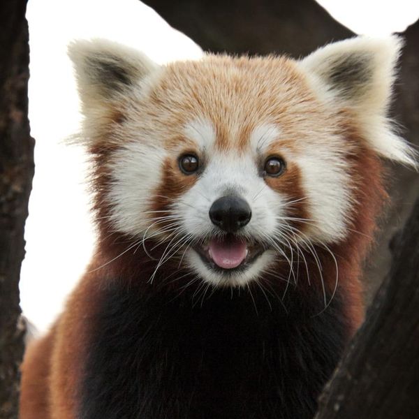 Baby Red Panda Facts to Brighten Your Day