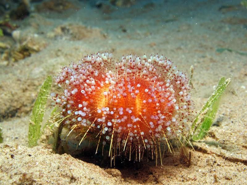 Red Sea fire urchin