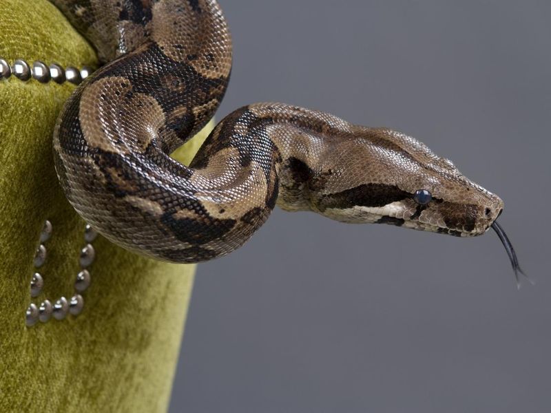 Red-Tailed Boa Constrictor
