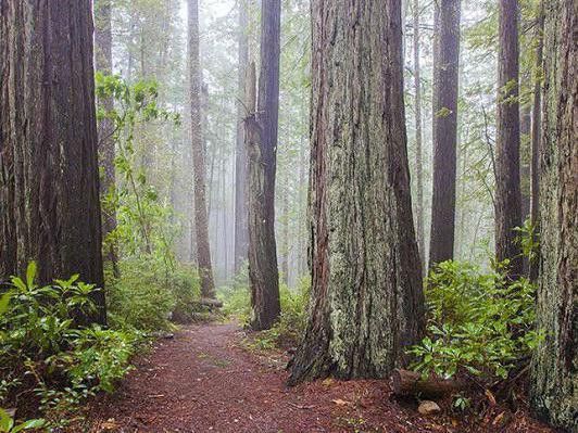 Redwood National Forest, California
