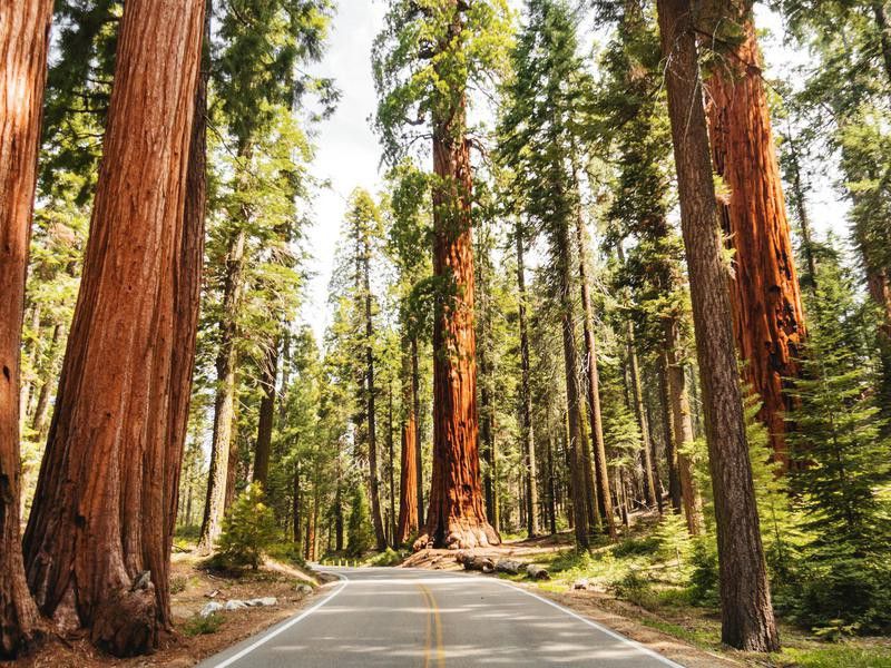 Redwood National Park redwood trees