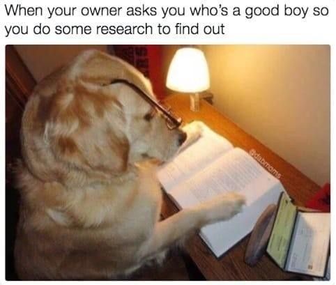 Researching dog