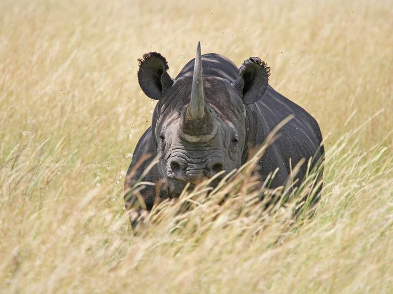 Rhino in Serengeti National Park