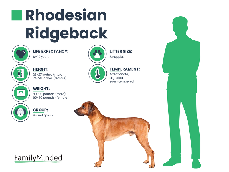 Ridgeback breed info