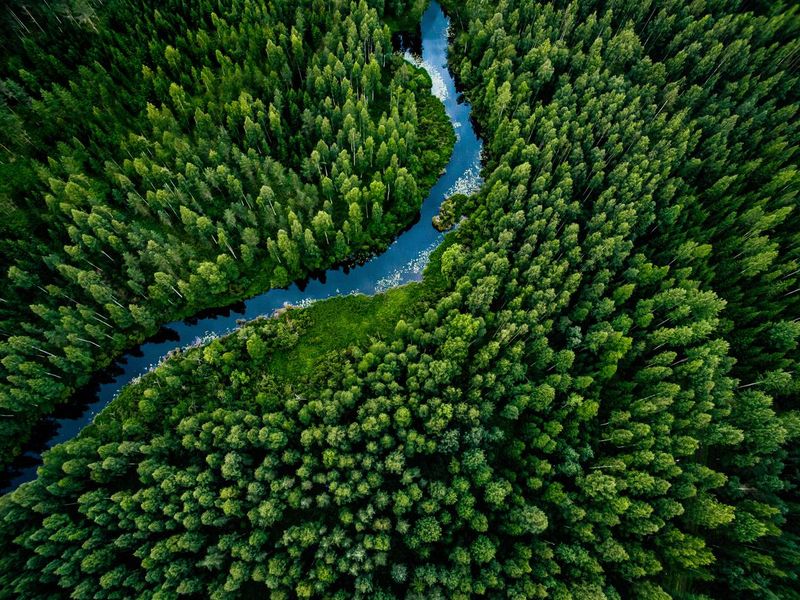 River flowing through a forest in Finland