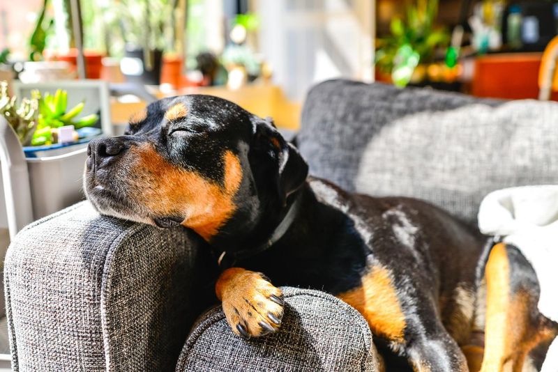 Rottweiler dog sleeping on a couch