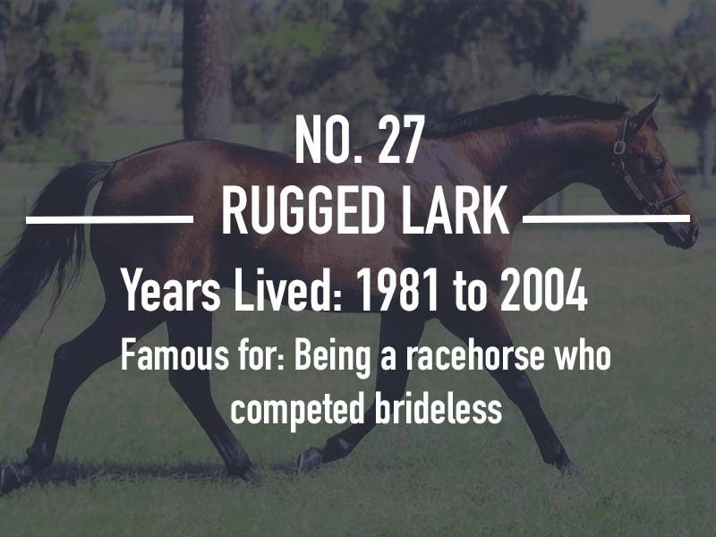 Rugged Lark
