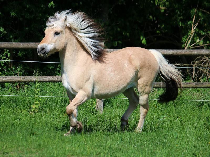Running fjord horse in the sunshine