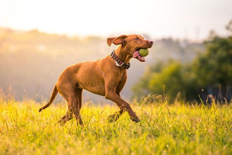 Running Hungarian short-haired pointing dog with tennis ball in mouth