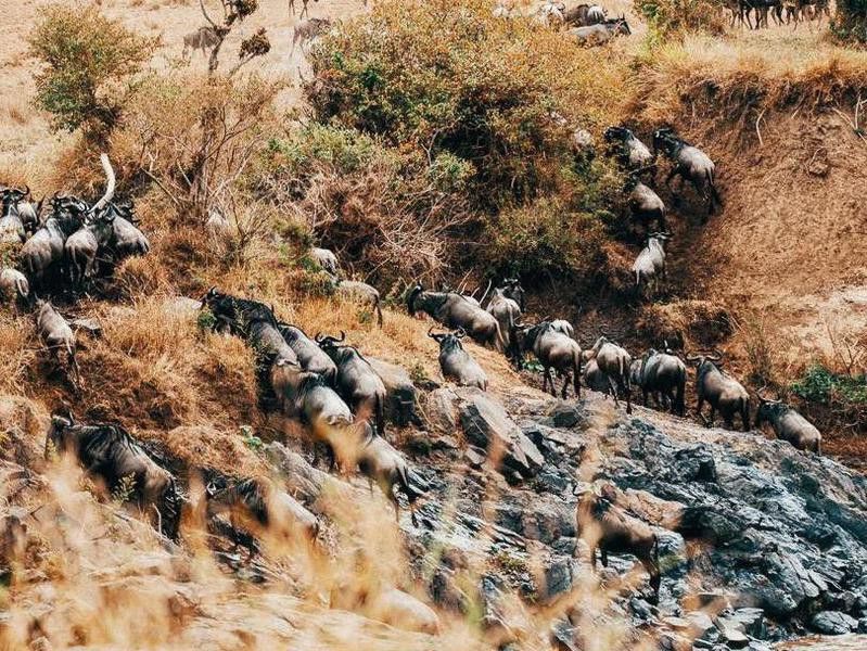 Running of the Wildebeests