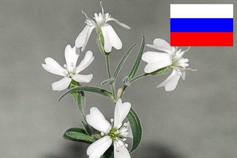 Russian white flower