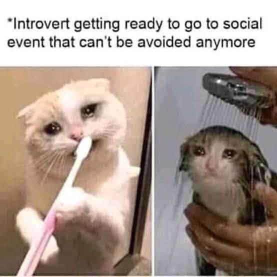 Sad, introverted cat brushing teeth and showering