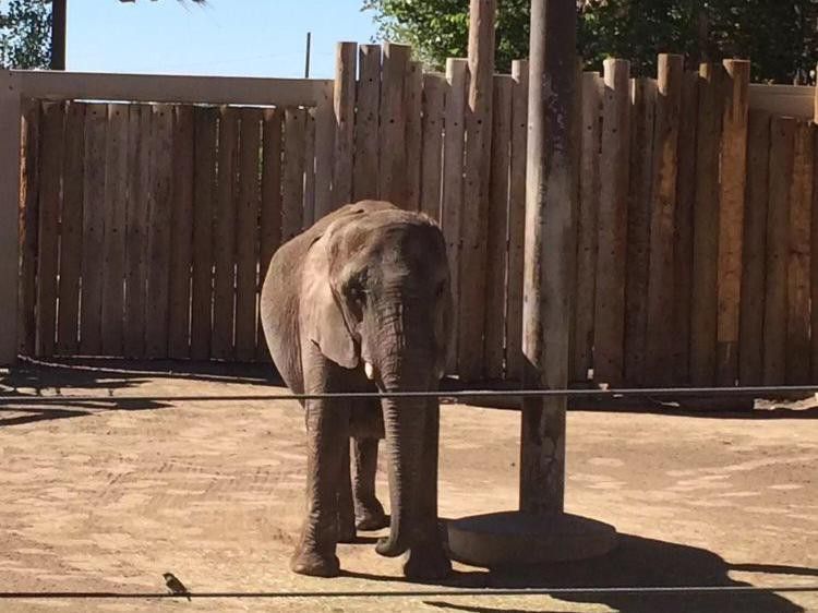 Sad-looking elephant at Worst Zoo