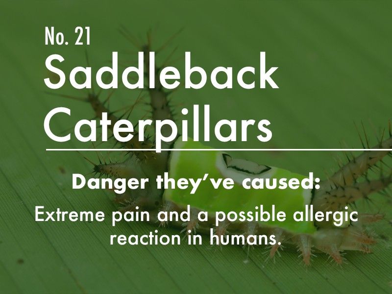 Saddleback Caterpillar dangers