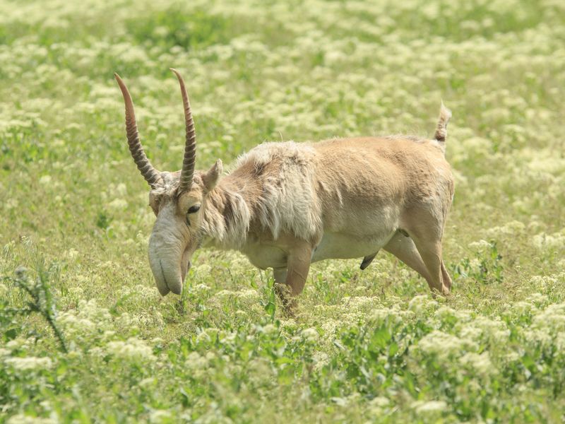 Saiga antelope grazing