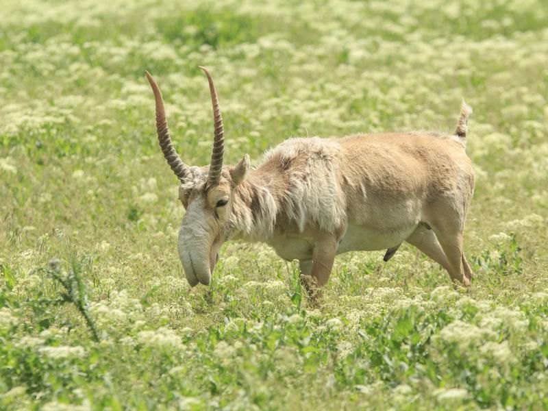 Saiga Antelope grazing