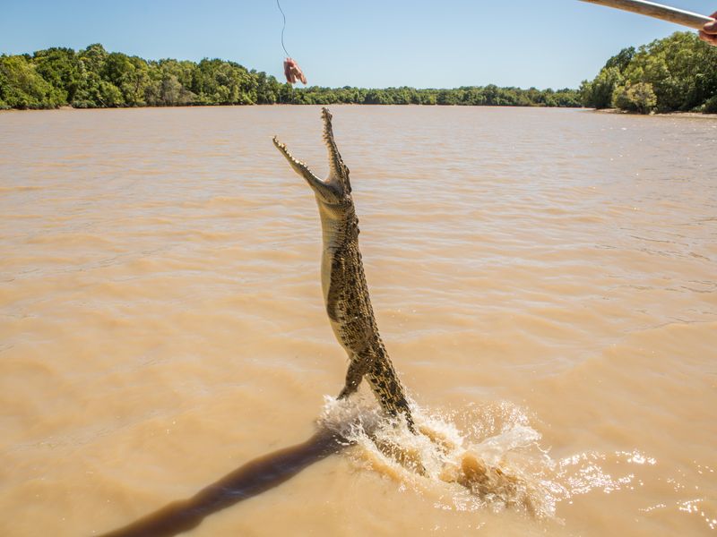 Saltwater Crocodile jumping to grab meat