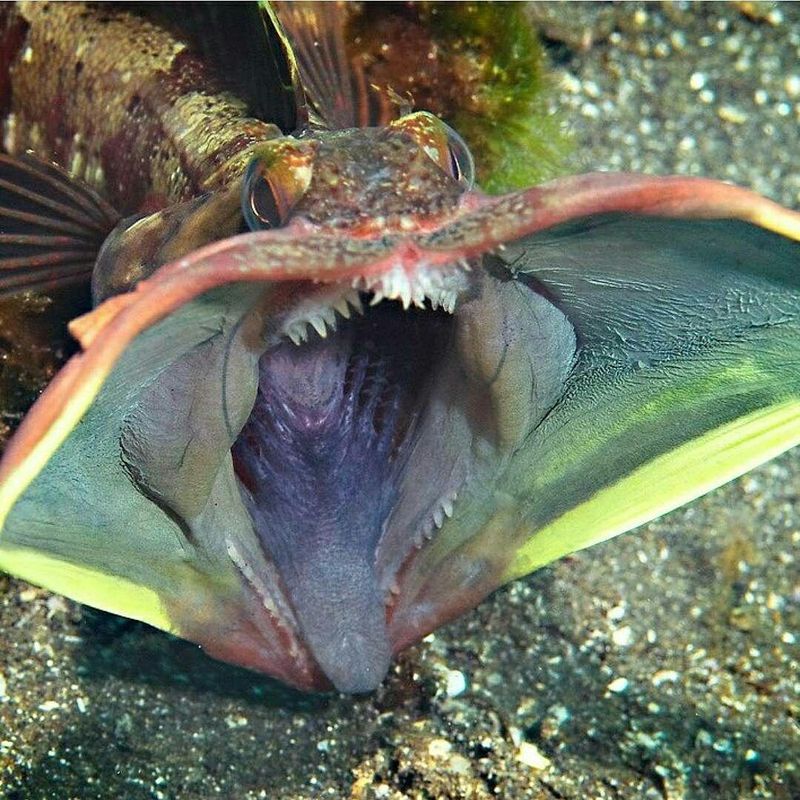 Sarcastic Fringehead with open mouth