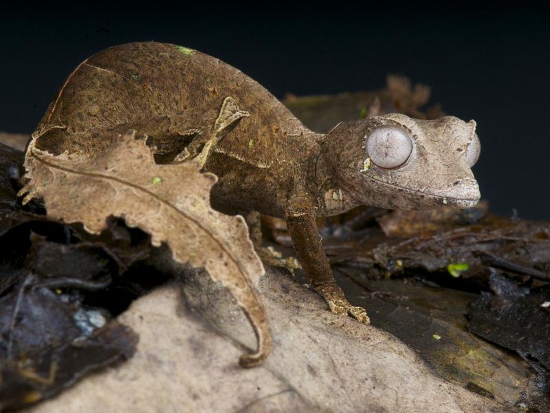 Satanic Leaf Tailed Gecko closeup