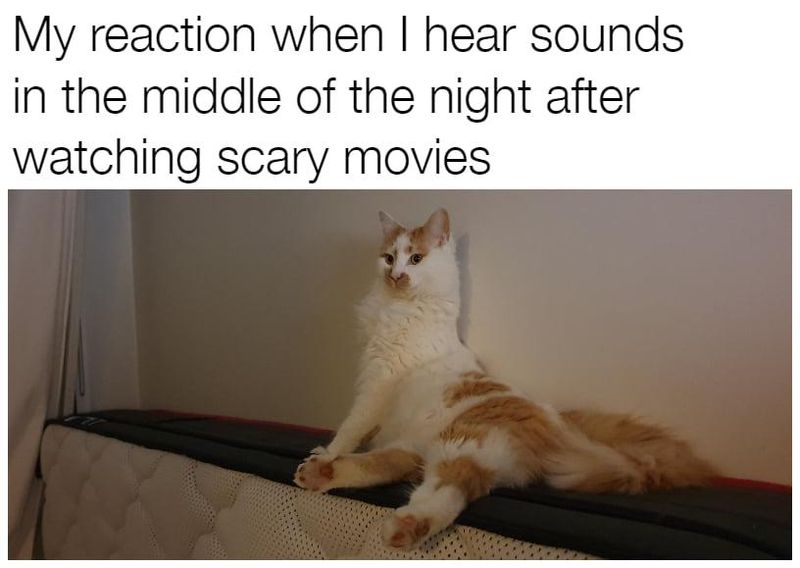 Scared cat meme