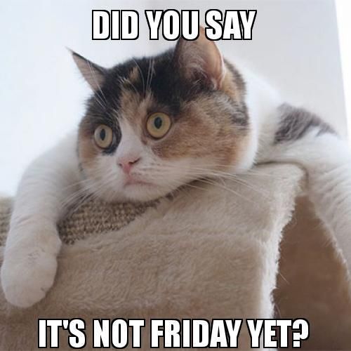 Scared cat waiting for the weekend meme