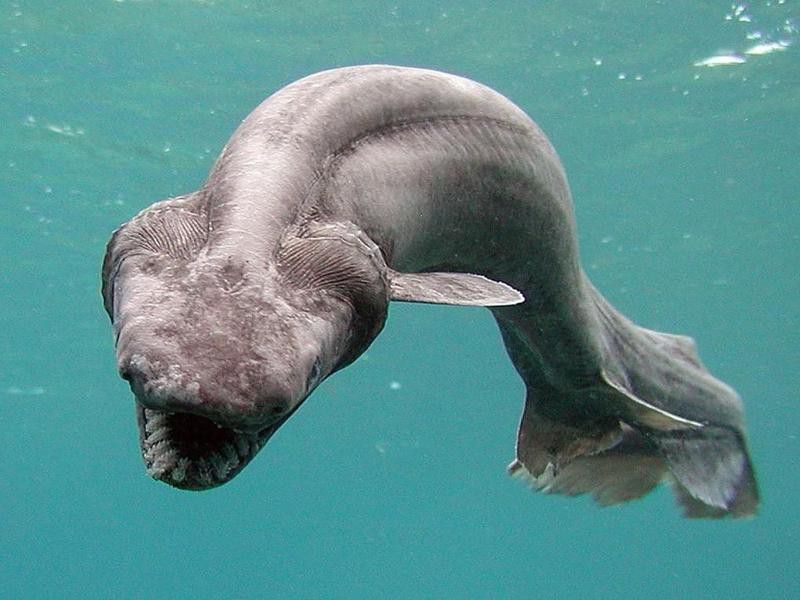 Scary Frilled Shark