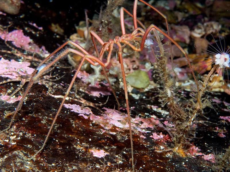 Scary Sea Spider
