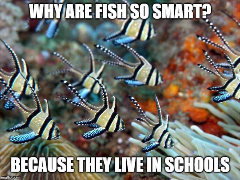 School of fish meme