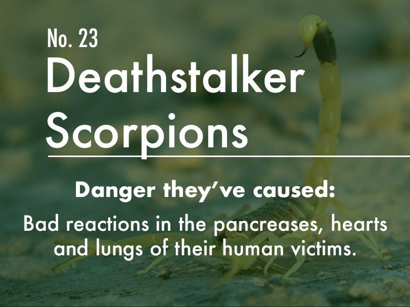 scorpions dangerous